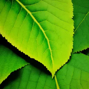 Serene Summer Maple in a Lush Forest