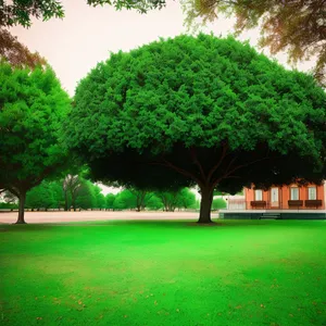 Serene Countryside Landscape with Lush Trees and Green Grass