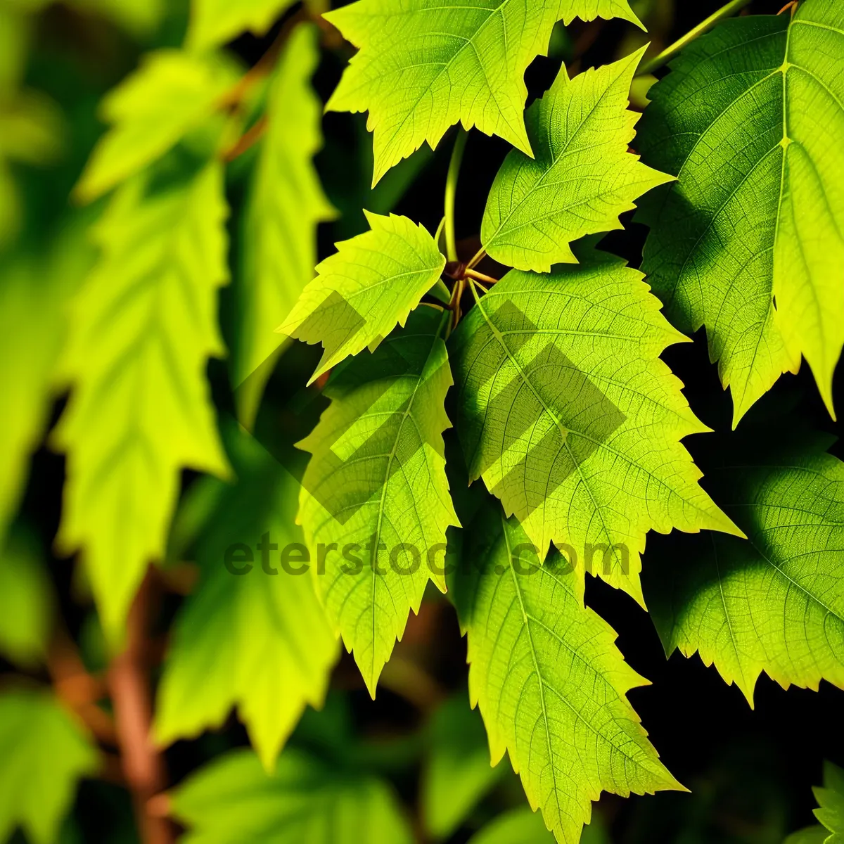 Picture of Maple Tree Leaves in a Lush Forest