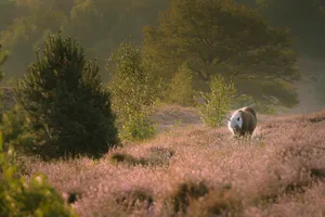 Rural farmland landscape with cow grazing in meadow.