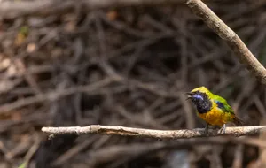 Yellow bird on spring branch with feathers