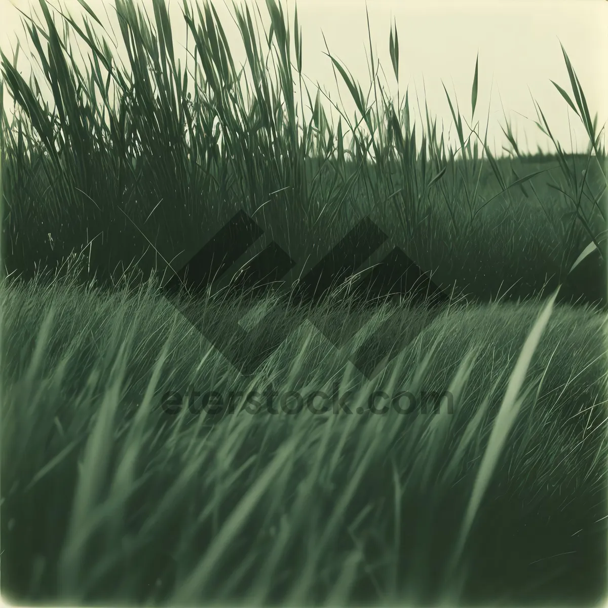 Picture of Summer Fennel in Sunlit Grass Field