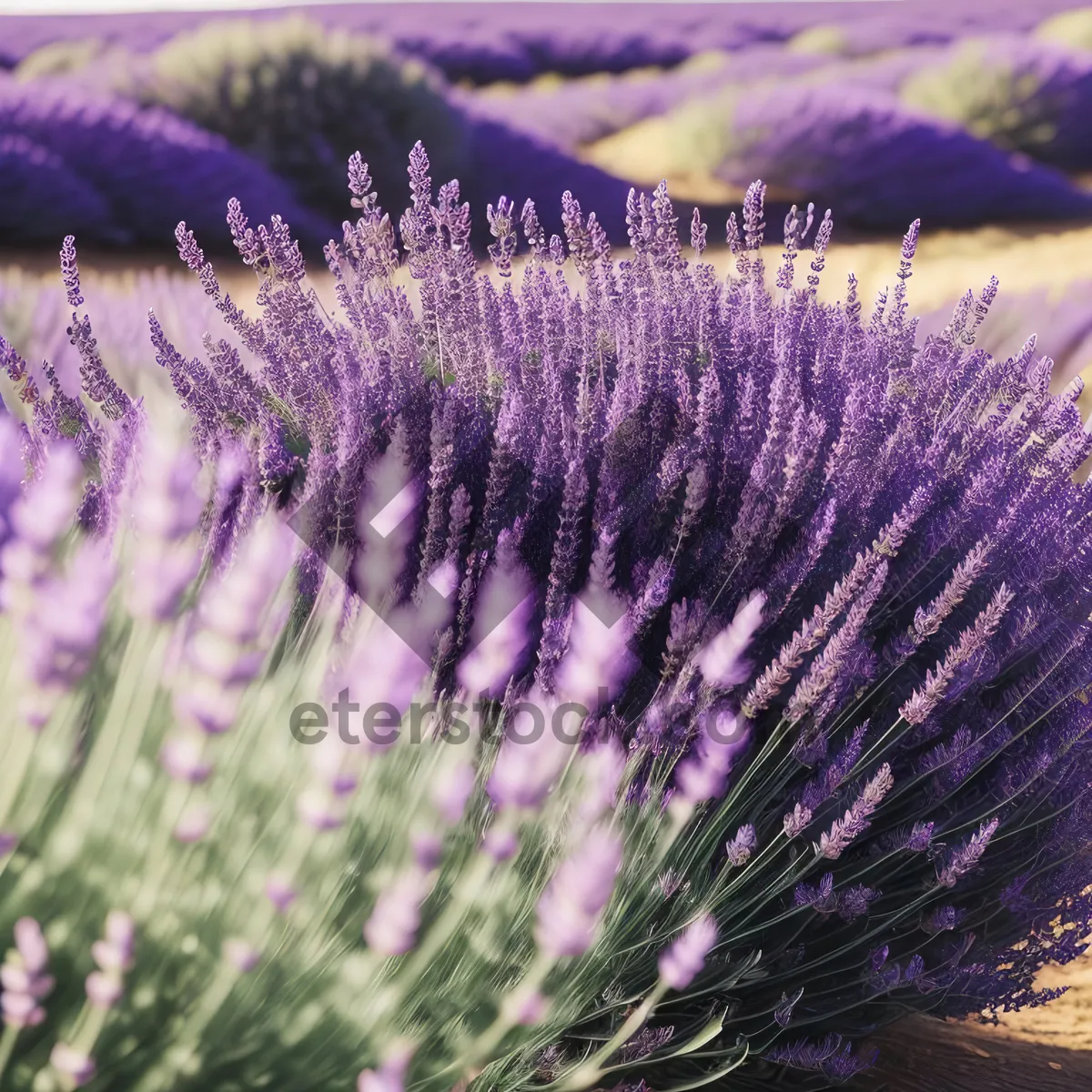 Picture of Lavender Teasel - Vibrant Wild Plant Infused with Light