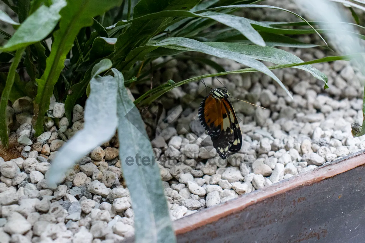 Picture of Colorful Butterfly on Orange Flower in Garden