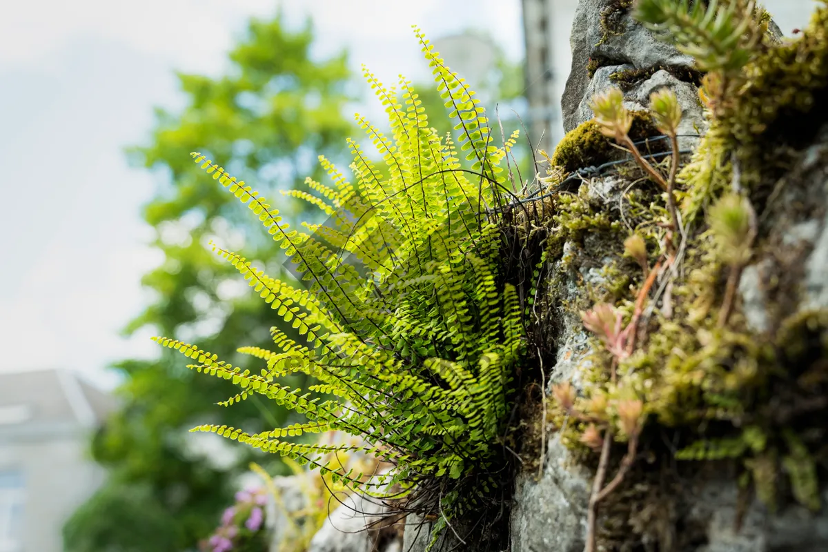 Picture of Evergreen forest foliage close-up: lush pine needles