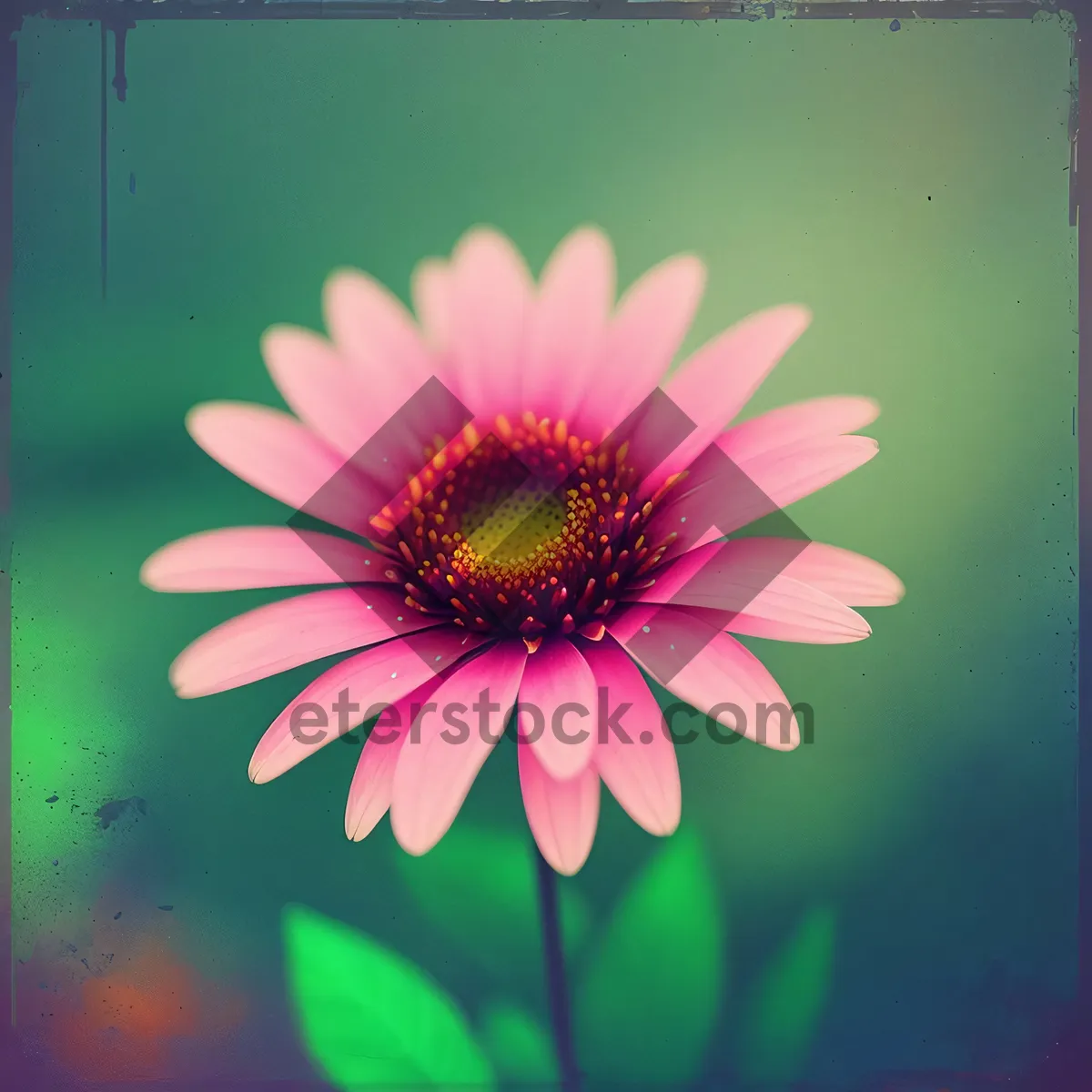 Picture of Blooming Pink Daisy in Vibrant Garden