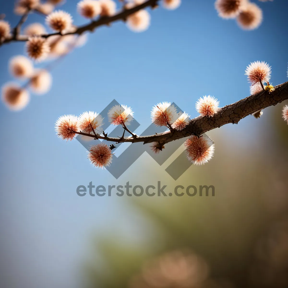 Picture of Cherry Blossom Delight: A Beautiful Spring Floral Display