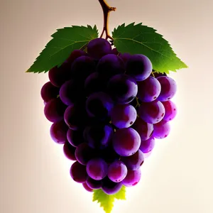 Luscious Lilac Grape Bunch at the Vineyard