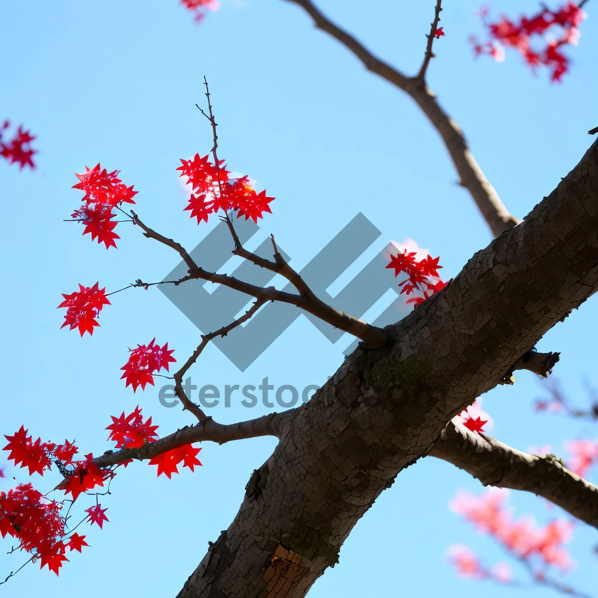 Picture of Vibrant Blossoms on Majestic Red Silk-Cotton Tree