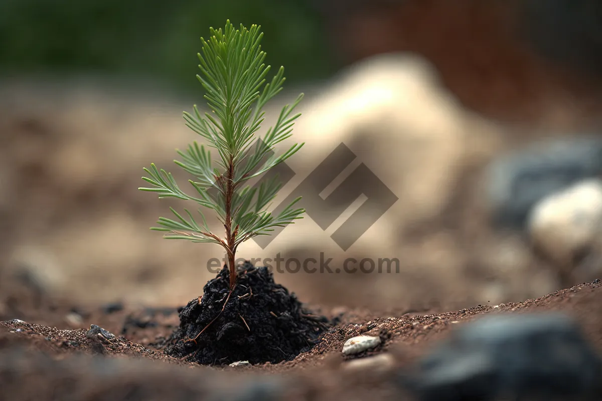 Picture of Sapling growth in garden with branches and leaves