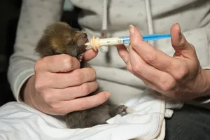 Man holding brush swab for small mammal care.