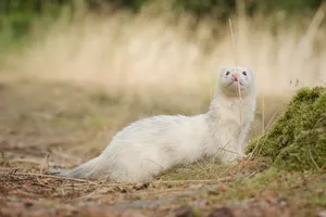 Cute Weasel in the Wild