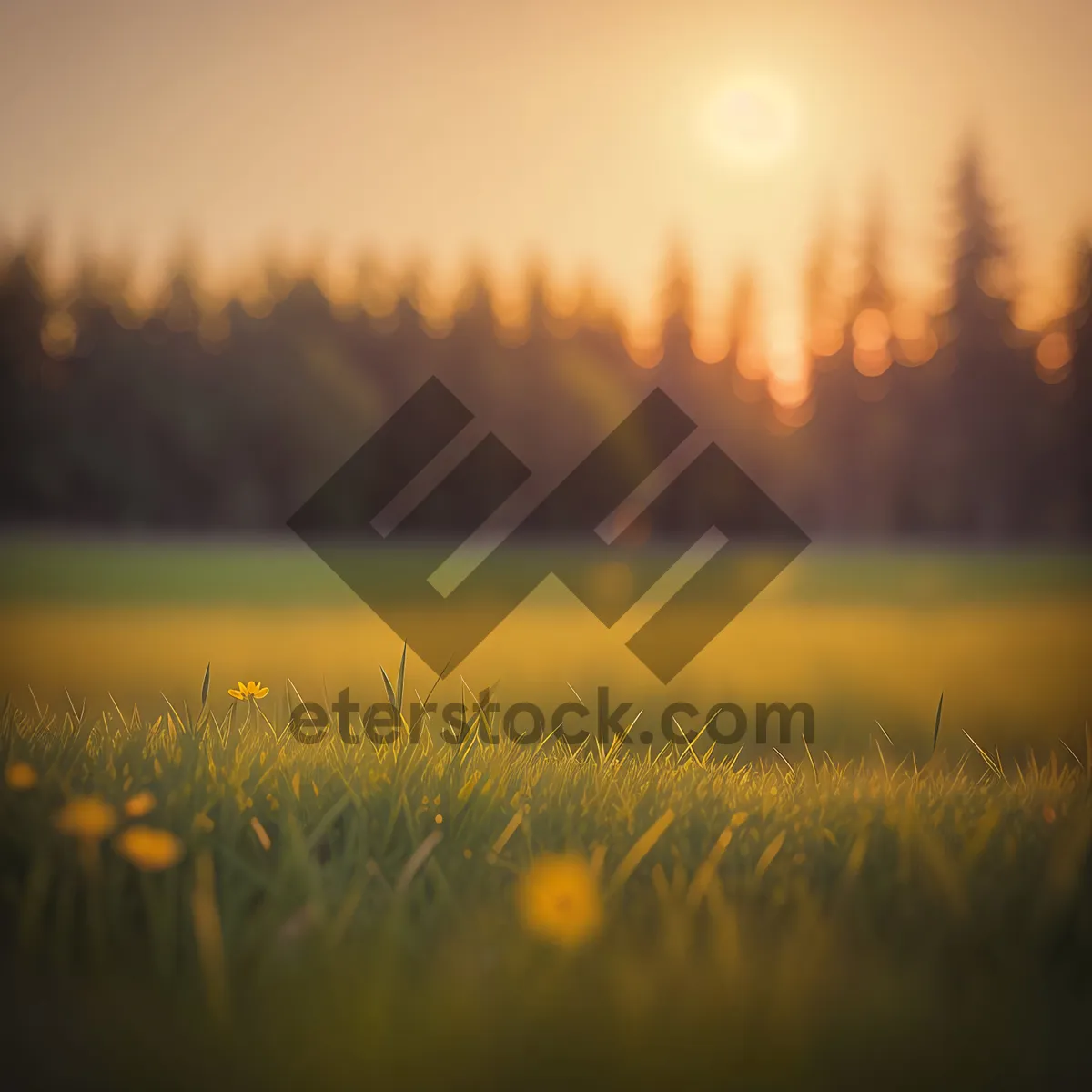 Picture of Golden Horizon of Serene Countryside