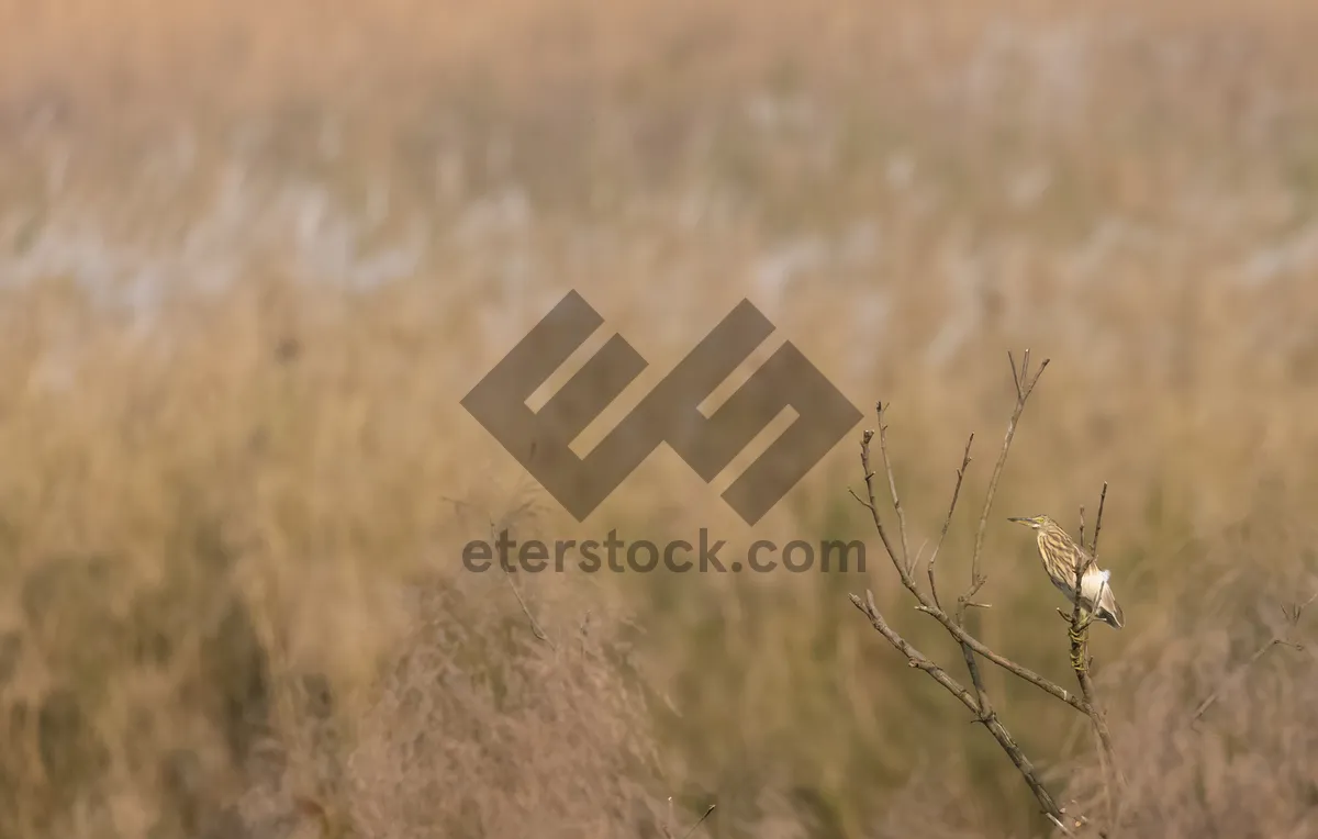 Picture of Golden wheat field under summer sky landscape.