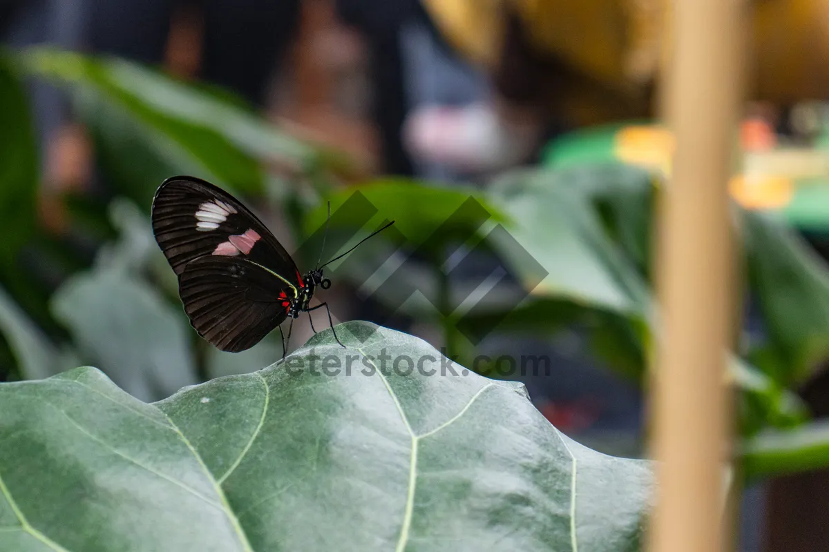 Picture of Black and Orange Butterfly on Colorful Meadow Flower