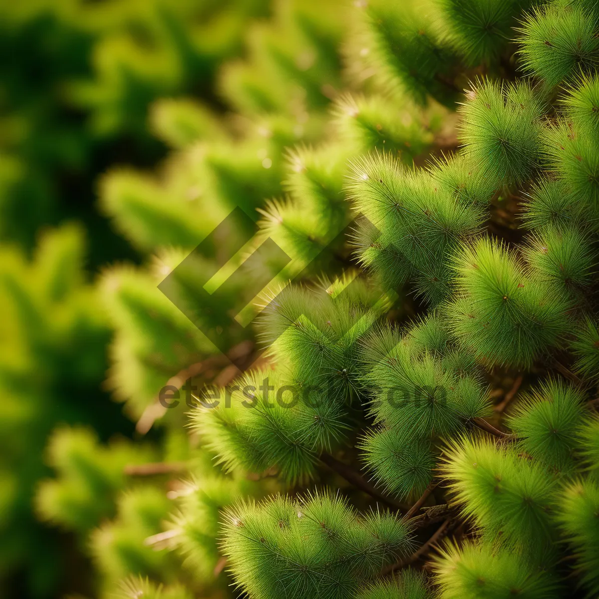 Picture of Prickly Desert Flora: Close-Up of Thorny Vascular Plant