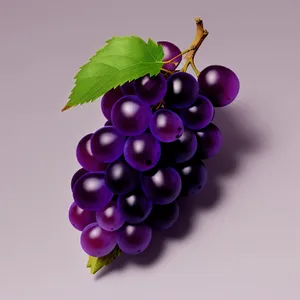 Fresh and Sweet Purple Grape Cluster in Vineyard