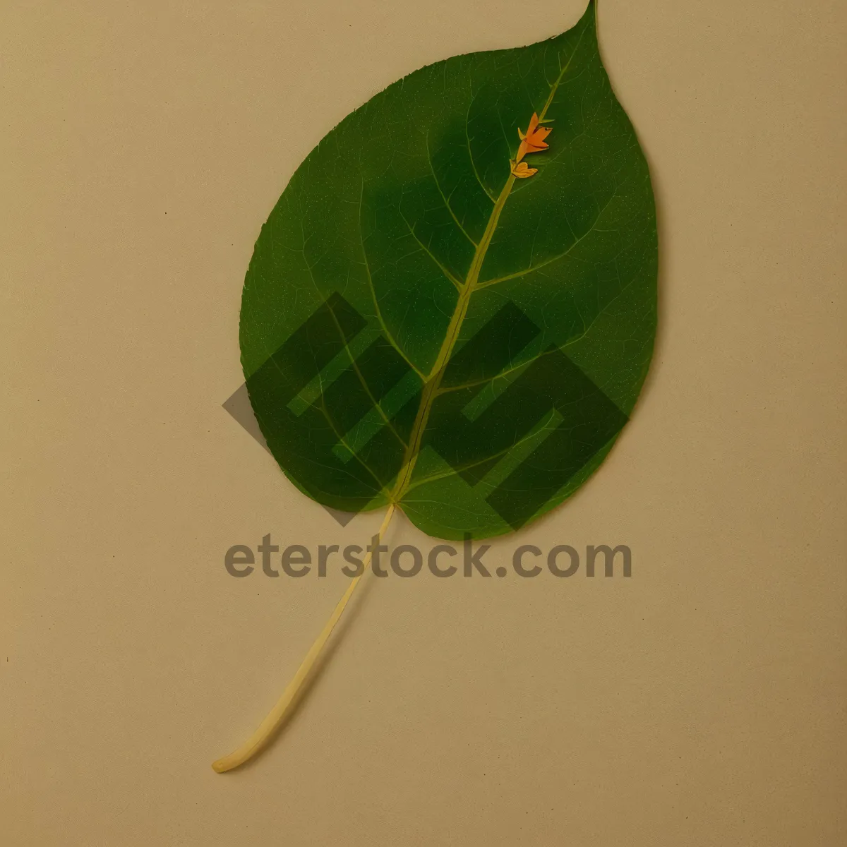 Picture of Fresh Wild Ginger Leaf - Vascular Plant in Garden