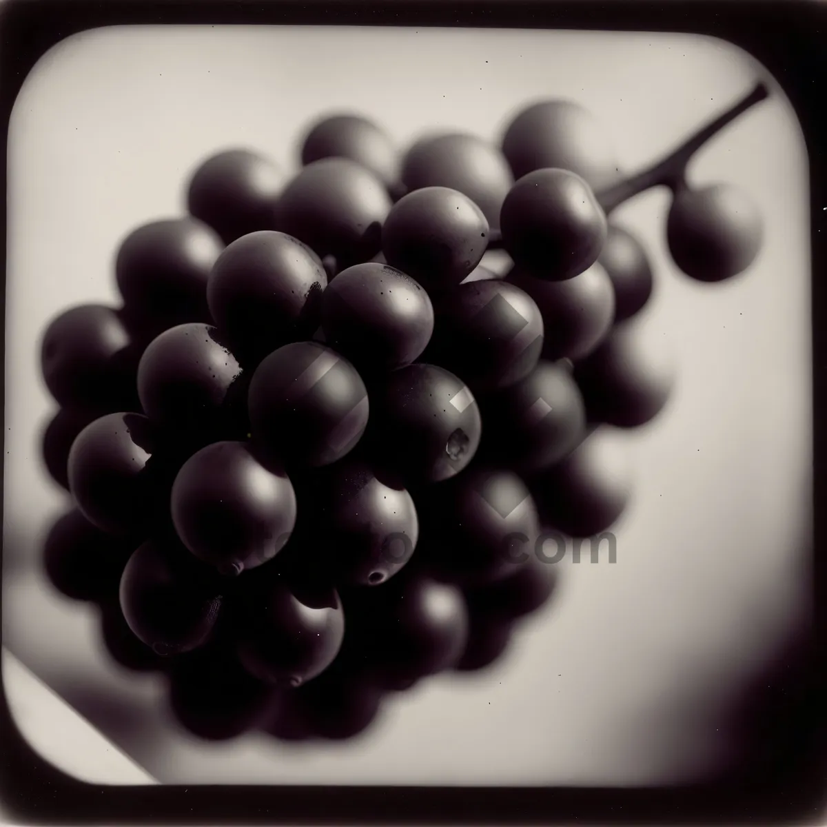 Picture of Juicy and Ripe Purple Grapes on Vine