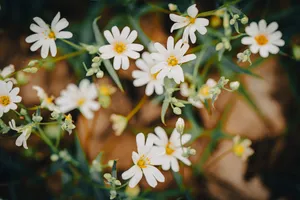 Yellow Daisy Blossom in Fresh Summer Meadow