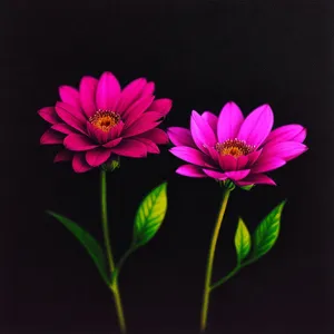 Vibrant Pink Floral Blossom in Summer Garden