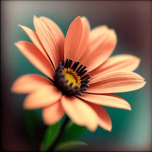 Summer Sunflower in Full Bloom