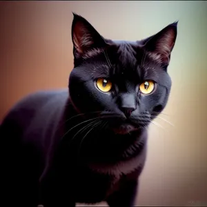 Adorable Fluffy Gray Kitten with Playful Eyes