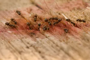 Close-up of Brown Ant Texture: Invertebrate Arthropod Insect