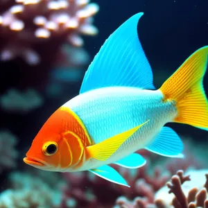 Colorful Marine Fish Swims in Coral Reef