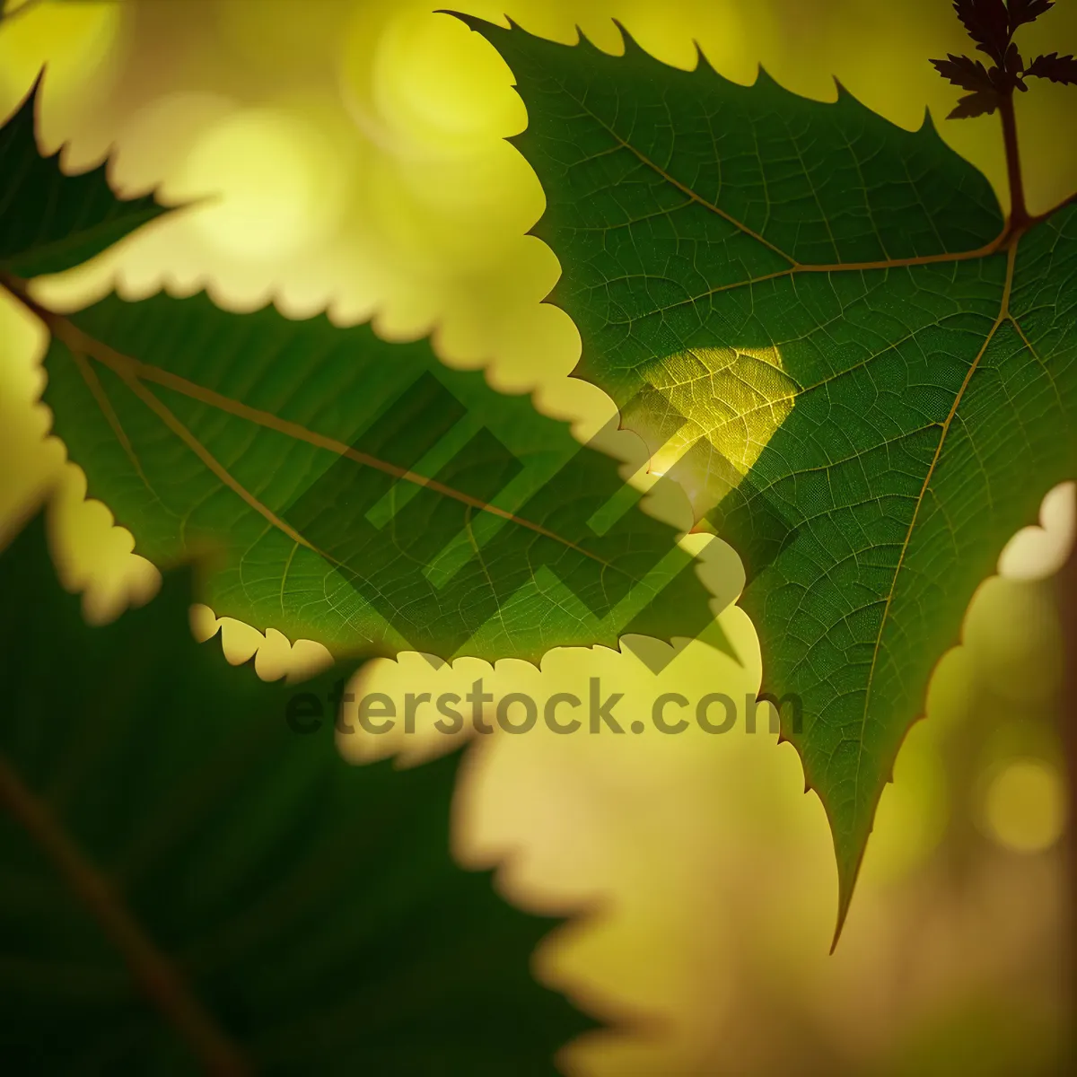 Picture of Vibrant Foliage in Sunlit Forest