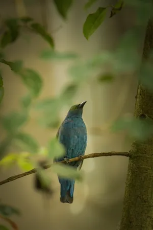 Wild Bird Perched on Tree Branch with Feathered Wings