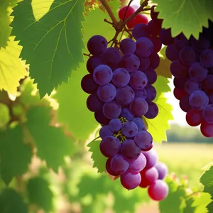 Sweet and Juicy Purple Grape Cluster Harvest