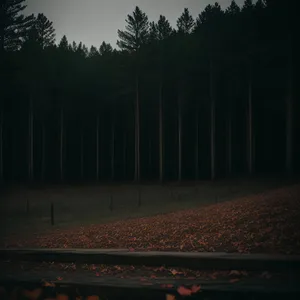 Transportation through the scenic railway tracks in the forest