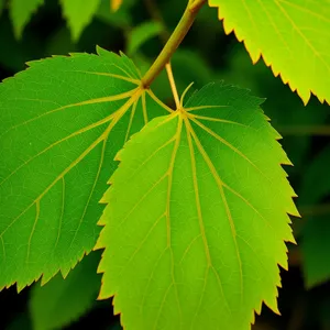 Birch and Maple Leaves in Lush Forest