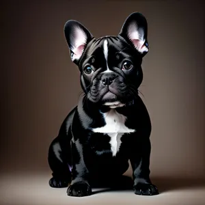 Bulldog Puppy with Wrinkles: Purebred and Adorable