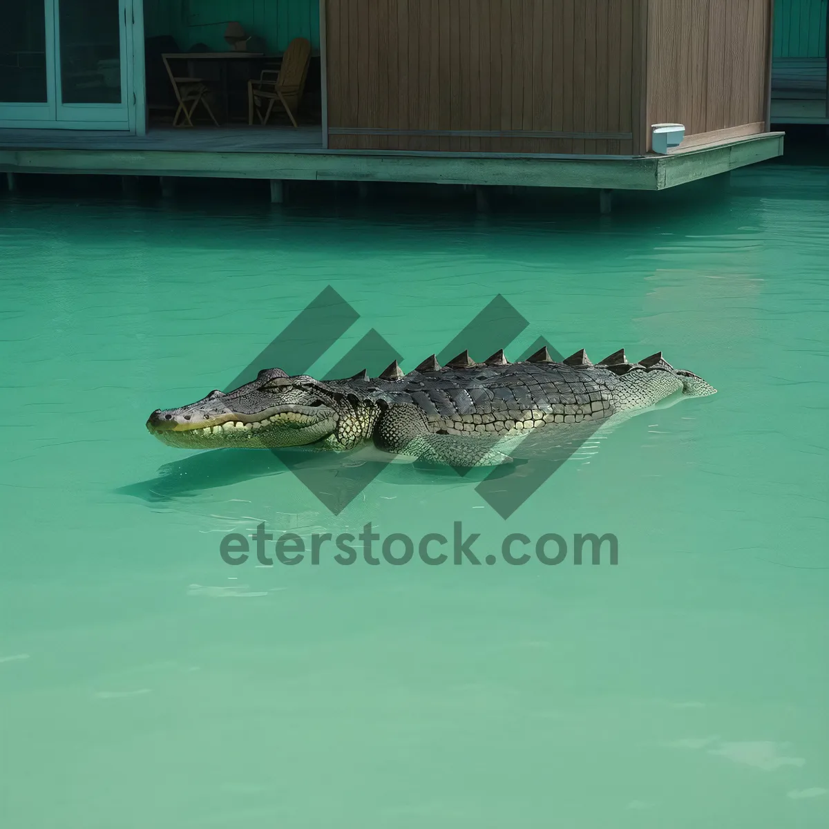 Picture of Tropical Ocean Adventure: Alligator and Shark Encounter