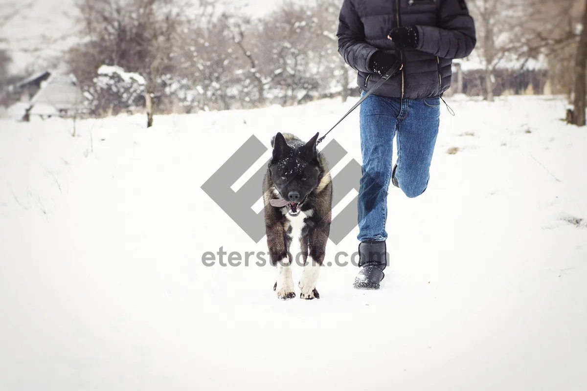 Picture of Winter mountain fun with man skiing in snowy landscape