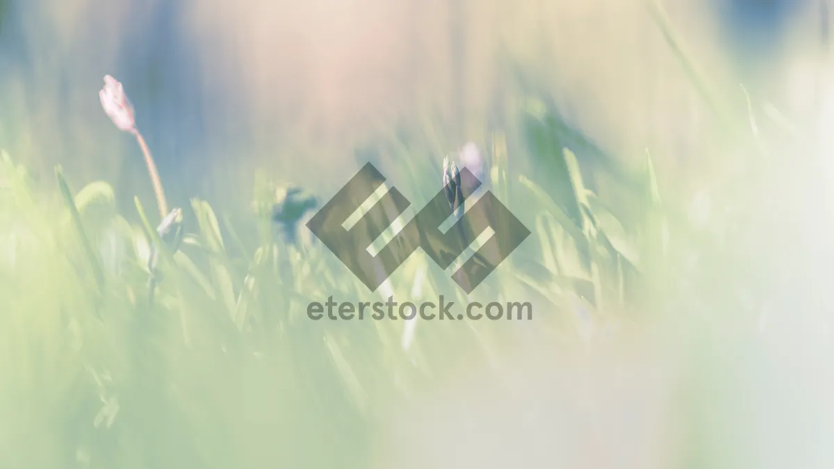 Picture of Dandelion Motion in Digital Space - Artistic Wallpaper