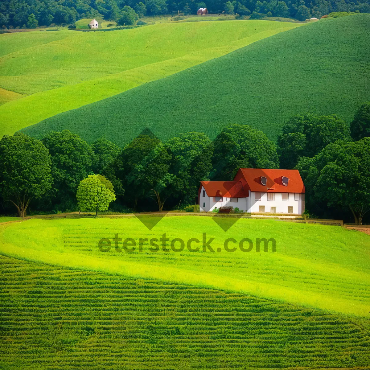 Picture of Serenity of Rural Landscape under Summer Sky