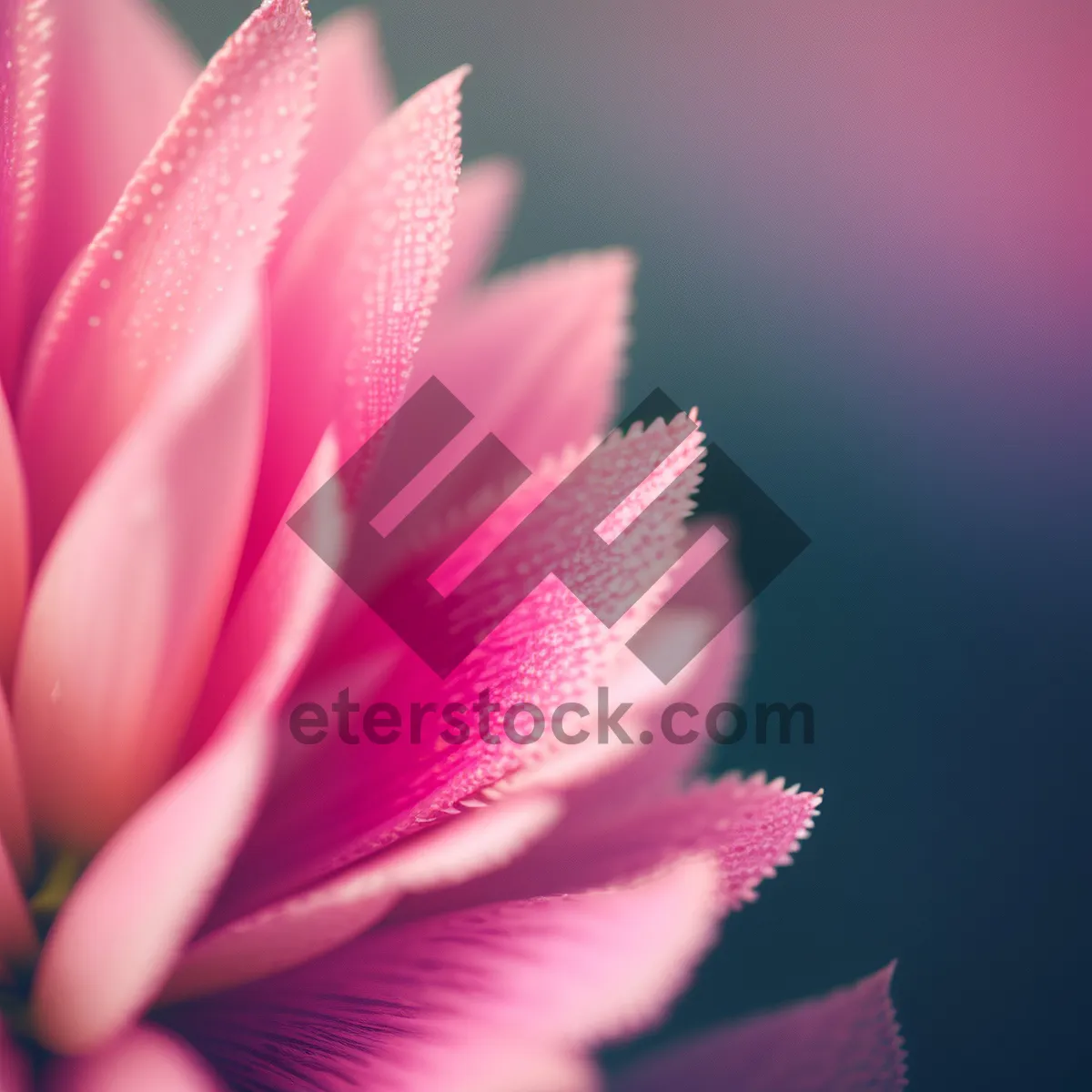 Picture of Blooming Pink Floral Petals in Garden