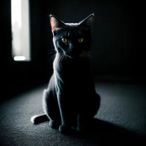 Playful Gray Kitten with Adorable Black Eyes