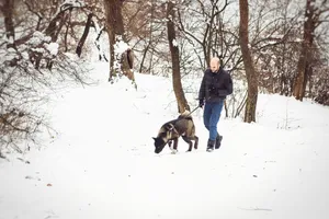 Winter wonderland with greater swiss mountain dog in forest.