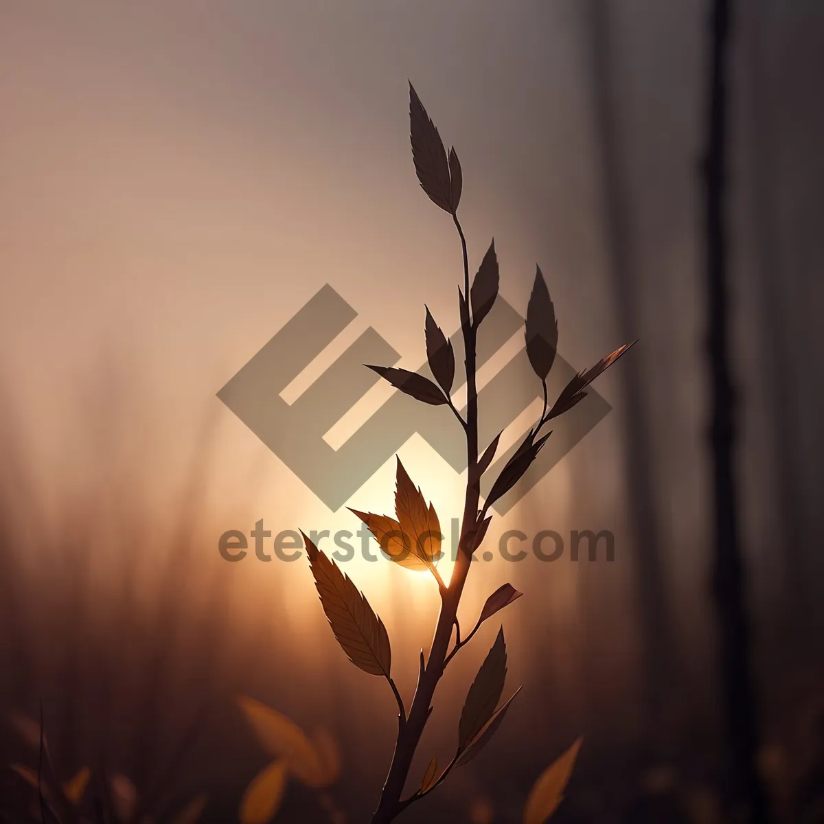 Picture of Bamboo Silhouette amidst Sunlit Wheat Field