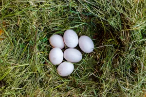 Food and Egg Ball Device Nest