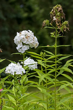 Summer blooms on spirea branch in garden