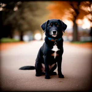 Adorable Black Retriever Puppy on Leash