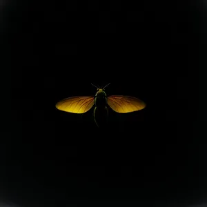 Vibrant Lacewing Butterfly perched on Yellow Flower