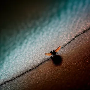 Close-up of Ladybug on Leaf, Insect Macro Photography