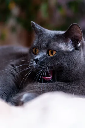 Adorable Gray Tabby Cat with Whiskers