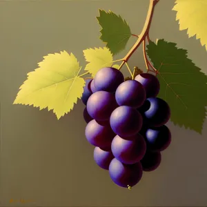 Vibrant Autumn Harvest: Organic Purple Grape Cluster